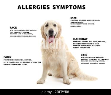 Chien et liste des symptômes d'allergies sur fond blanc Banque D'Images