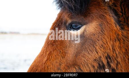 Gros plan du cheval islandais (Equus ferus cavallus) dans le paysage enneigé islandais, Islande Banque D'Images