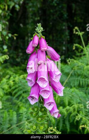 Fleurs violettes Foxglove dans une forêt Banque D'Images