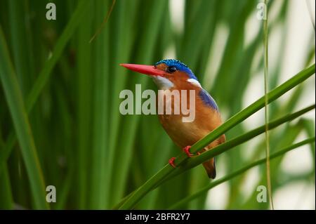 Un Kingfisher malachite, perché sur roseau Banque D'Images