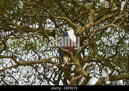 Un aigle de poisson africain assis dans un arbre d'acacia et des pairs dans les environs Banque D'Images