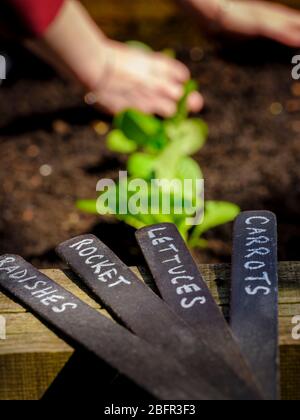 Un jardinier semant des labouces, des radis et une fusée dans un lit surélevé à East Sussex, au Royaume-Uni. Banque D'Images