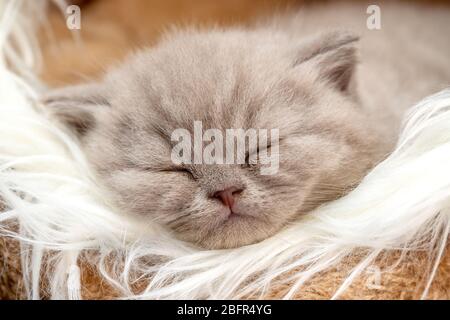 Mignonne chaton, aired par lop britannique purebred, dans une maison de matériel de soie, reposant après les jeux. Banque D'Images