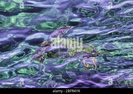 Chatoyant résumé d'une tortue de mer verte nageant sous l'eau dans des eaux très peu profondes. Banque D'Images