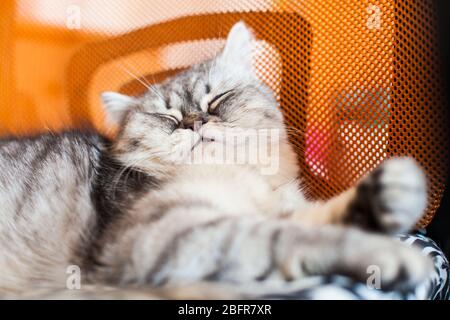 Scottish Straight. Cute cat woman, happy pet. Banque D'Images