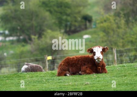 Un taureau du troupeau de Chevin des Highlands Cattle, se reposant en fin d'après-midi, Otley, Leeds, Royaume-Uni 15-04-2020 Banque D'Images