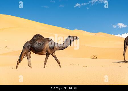 Groupe de dromadaires dans le magnifique désert d'Omani RUB al-Chali Banque D'Images