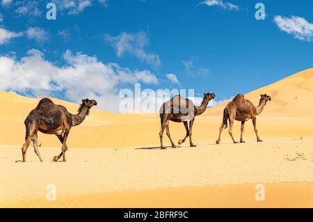 Groupe de dromadaires dans le magnifique désert d'Omani RUB al-Chali Banque D'Images