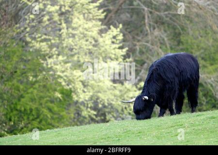 Un taureau du troupeau de Chevin des Highlands Cattle, pacage à Otley Leeds Banque D'Images