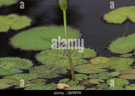 Gros plan d'un damselfly reposant sur la tige d'un nénuphars. Banque D'Images