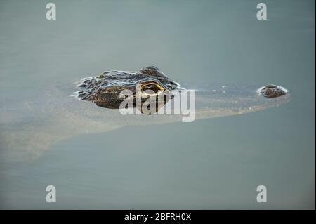 American Alligator (Alligator missippensis), Everglades NP, FL, par Dominique Braud/Dembinsky photo Assoc Banque D'Images