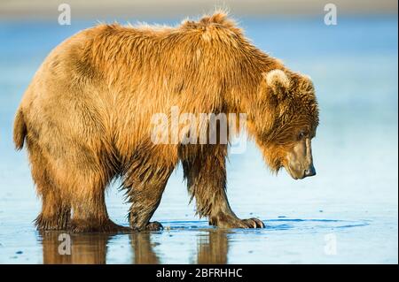 Ours brun côtier, Grizzly (Ursus arctos), parc national du lac Clark et Preserve, Alaska, États-Unis, par Dominique Braud/Dembinsky photo Assoc Banque D'Images