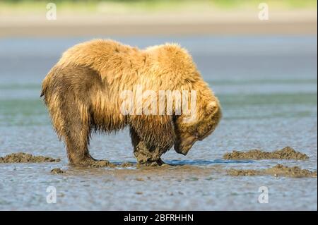 Ours brun côtier, Grizzly (Ursus arctos), parc national du lac Clark et Preserve, Alaska, États-Unis, par Dominique Braud/Dembinsky photo Assoc Banque D'Images