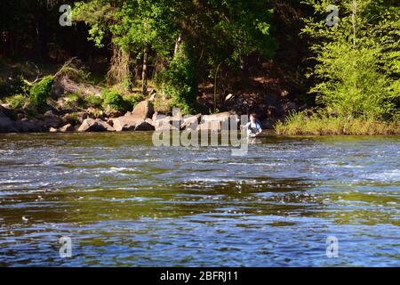 Un jeune homme pêche à la mouche dans la rivière Neuse à l'extérieur de Raleigh North Carolina. Banque D'Images