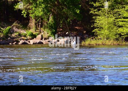 Un jeune homme pêche à la mouche dans la rivière Neuse à l'extérieur de Raleigh North Carolina. Banque D'Images