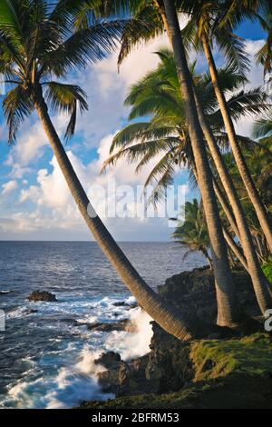 Lumière magique du matin le long de la côte de Puna bordée de palmiers sur la Grande île d'Hawaï.
