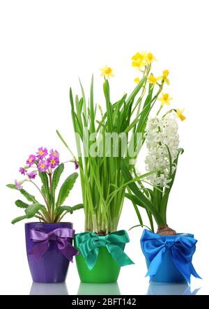 belles fleurs printanières dans des pots isolés sur blanc Banque D'Images