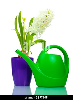 belle jacinthe blanche dans le pot de fleurs pourpre et l'arrosage peut isolé sur blanc Banque D'Images