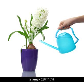 belle jacinthe blanche dans le pot de fleurs pourpre et l'arrosage peut isolé sur blanc Banque D'Images