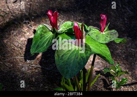 Les fleurs de trillium bordeaux profonds fleuissent dans un sunbeam dans la forêt Banque D'Images