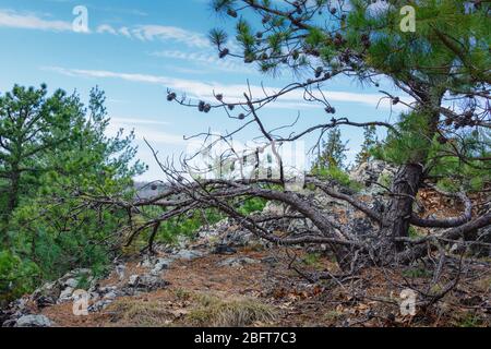 La base d'un pin autrichien se dresse au-dessus d'une falaise avec ses branches qui atteignent comme les testicules d'une créature mythologique. Ci-dessus, GRE brillant Banque D'Images