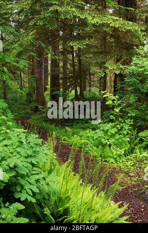 Baker River Trail, qui traverse une ancienne forêt de croissance, North Cascades National Park, Whatcom County, Washington State, États-Unis Banque D'Images