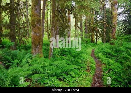 Baker River Trail, qui traverse une ancienne forêt de croissance, North Cascades National Park, Whatcom County, Washington State, États-Unis Banque D'Images