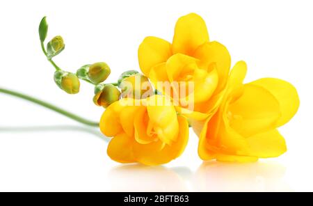 Belle freesia jaune isolée sur blanc Banque D'Images