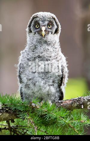 Grand Ownlet gris (Strix nébuleuse), Montana Banque D'Images