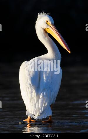 Pélican blanc (Pelecanus erythrorhynchos), White Rock Lake, Dallas, Texas Banque D'Images