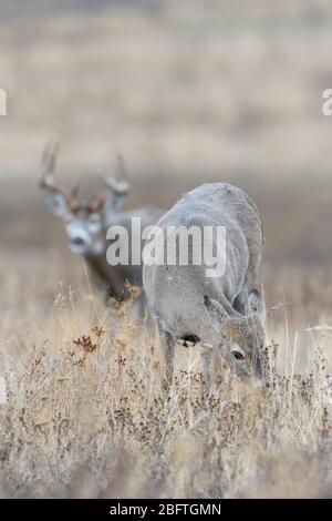 Cerf de Virginie Doe (Odocoileus virginianus) assombri par un buck pendant la rut d'automne, dans l'Ouest des États-Unis Banque D'Images