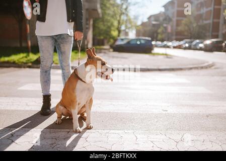 Belle race de chien American Staffordshire Terrier avec une fille caucasienne dans la rue Banque D'Images