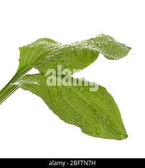 feuilles plantain avec gouttes isolées sur un blanc Banque D'Images