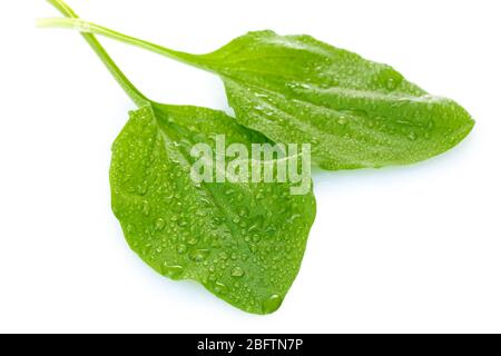 feuilles plantain avec gouttes isolées sur un blanc Banque D'Images