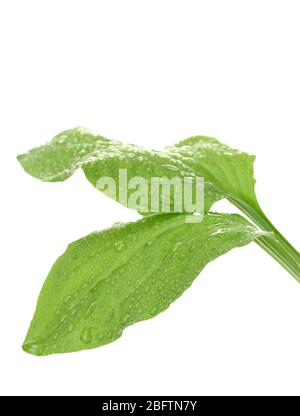 feuilles plantain avec gouttes isolées sur un blanc Banque D'Images