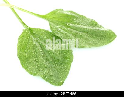 feuilles plantain avec gouttes isolées sur un blanc Banque D'Images