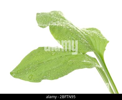 feuilles plantain avec gouttes isolées sur un blanc Banque D'Images