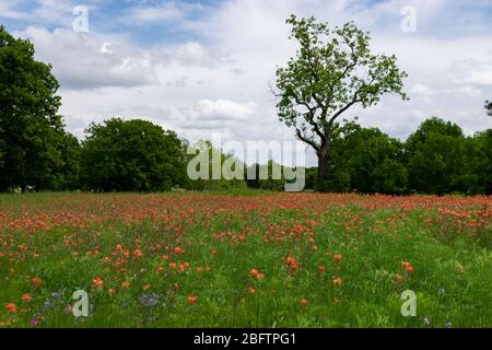 Un champ couvert d'une couverture de belles fleurs de pinceau indien orange en pleine floraison avec une bosquet d'arbres en arrière-plan. Banque D'Images