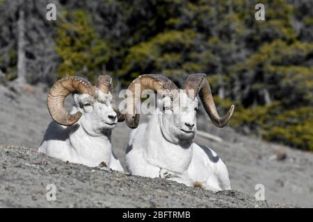 Moutons de Dall (Ovis dalli), béliers assis sur le flanc de la montagne, parc national Kluane, territoire du Yukon, Canada Banque D'Images