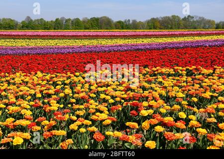 Champs de tulipes colorés, près de Grevenbroich, Rhénanie-du-Nord-Westphalie, Allemagne