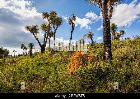 Pinceaux indiens et cactus yucca près des ruines de la Cantona à Puebla, au Mexique. Banque D'Images