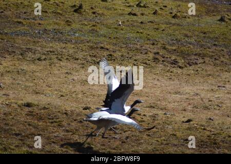 Grues à col noir volant dans la vallée de Phobjikha, au Bhoutan. Banque D'Images