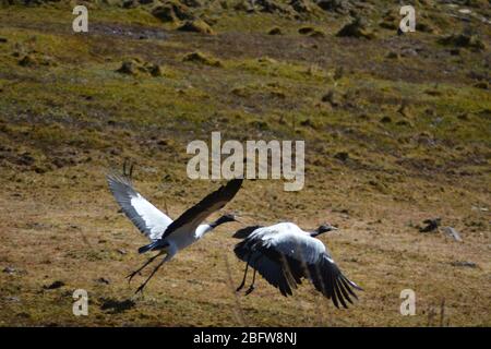 Grues à col noir volant dans la vallée de Phobjikha, au Bhoutan. Banque D'Images