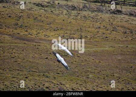 Grues à col noir volant dans la vallée de Phobjikha, au Bhoutan. Banque D'Images