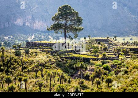 Cactus et structures des ruines de Cantona à Puebla, Mexique. Banque D'Images