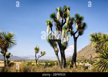 Grand cactus Yucca avec fleurs près des ruines de Cantona à Puebla, au Mexique. Banque D'Images