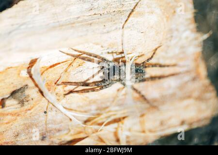 araignée créepy se bachant au soleil Banque D'Images