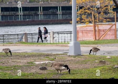 New York, États-Unis. 19 avril 2020. Les oies canadiennes vues à l'extérieur du campus de l'hôpital Coler à l'île Roosevelt, au milieu de la pandémie de coronavirus (covid-19) à New York. L'hôpital Coler, fermé en 2018, est examiné par New York comme un lieu d'agrandissement des installations hospitalières pour traiter les patients coronavirus. Crédit: SOPA Images Limited/Alay Live News Banque D'Images