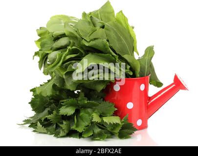 Herbes fraîches dans un pot d'arrosage rouge isolé sur blanc Banque D'Images