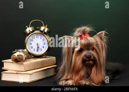 Magnifique yorkshire terrier entouré d'antiquités sur fond coloré Banque D'Images
